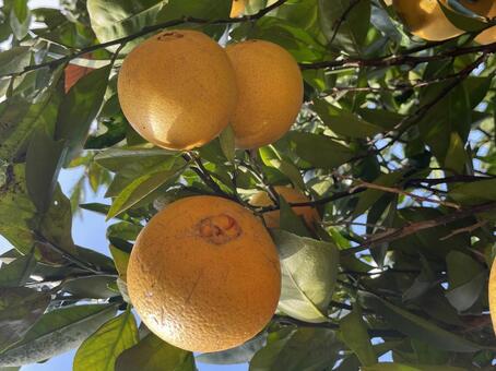 ネーブル ネーブルオレンジ,柑橘,ネーブルの木の写真素材