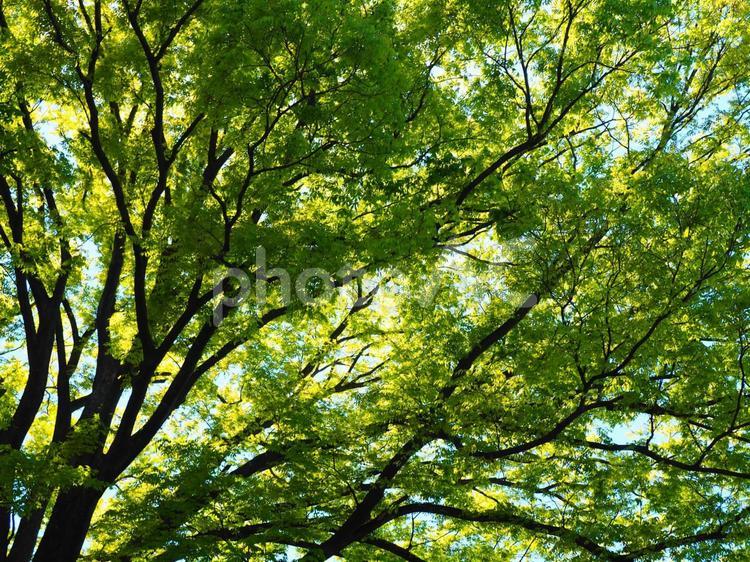 けやき　新緑 ケヤキ,欅,けやきの写真素材