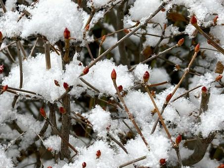 赤い冬芽と雪 芽,冬芽,雪の写真素材