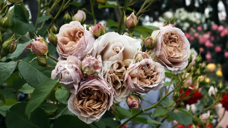 ばらの花 ばら,バラ,薔薇の写真素材