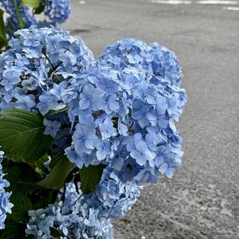 紫陽花 紫陽花の写真
