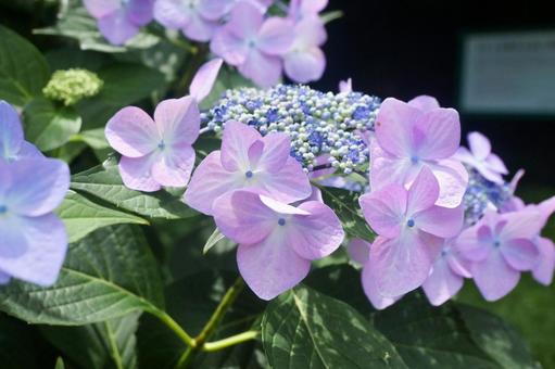 紫陽花 紫陽花の写真