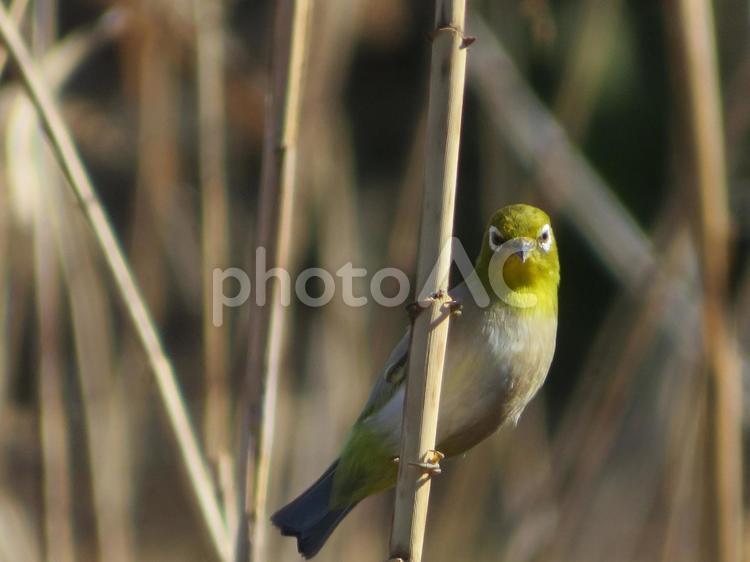 ひょっこりと顔を出したメジロ メジロ,小鳥,野鳥の写真素材