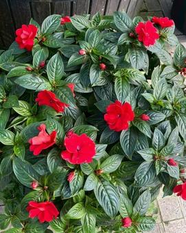 インパチェンス インパチェンス,花,flowerの写真素材
