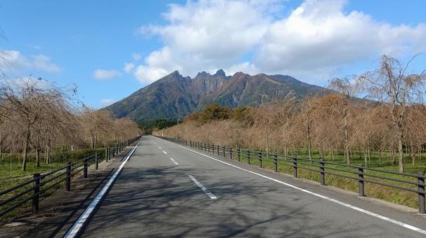 202511根子岳 阿蘇,しだれ桜,直線道路の写真素材