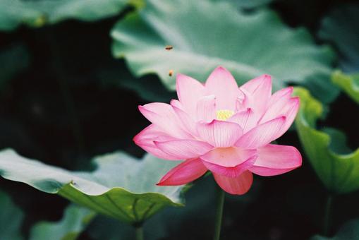 蓮の花6 蓮の花6の写真