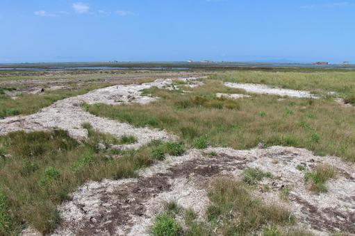 トドワラ2 トドワラ,湿原,野付半島の写真素材