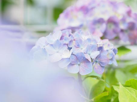 紫陽花 紫陽花の写真