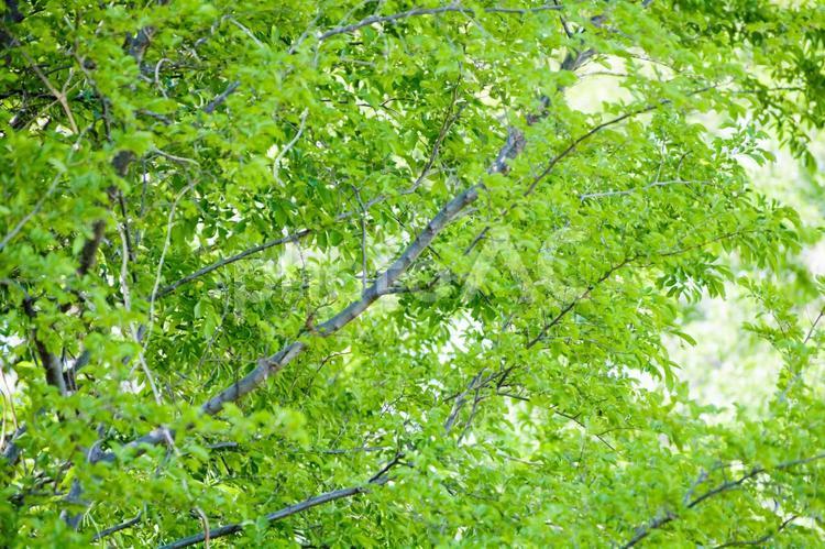 新緑の雑木林 新緑,初夏,雑木林の写真素材