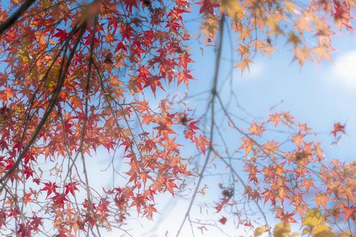 もみじ紅葉の写真