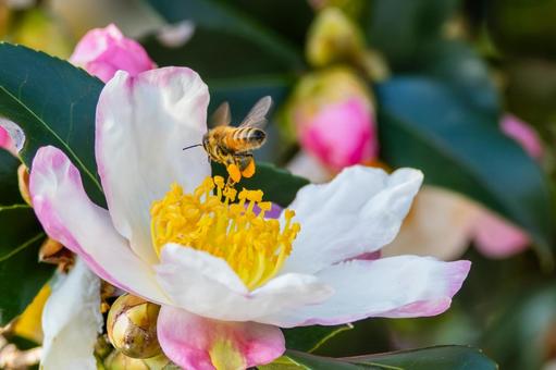 サザンカとミツバチ⑺ 花,蜂,サザンカの写真素材