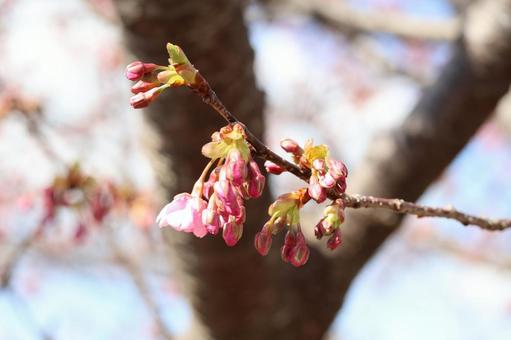 河津桜の蕾 河津桜の蕾 河津桜,桜,蕾の写真素材