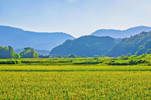 日本の里山、稲穂輝く夏の情景 日本の里山、稲穂輝く夏の情景の写真