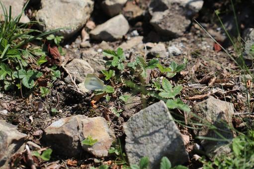 石の上にいるモンシロチョウ モンシロチョウ,石,地面の写真素材