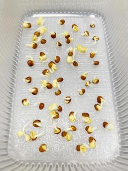 根毛が伸びるかいわれ大根 根毛が伸びるかいわれ大根 カイワレダイコン,かいわれ,かいわれ大根の写真素材