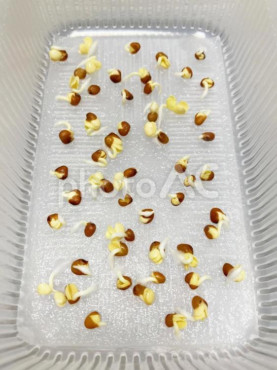 根毛が伸びるかいわれ大根 カイワレダイコン,かいわれ,かいわれ大根の写真素材