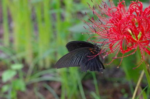 swallowtail butterfly red spider lily butterfly autumn, JPG