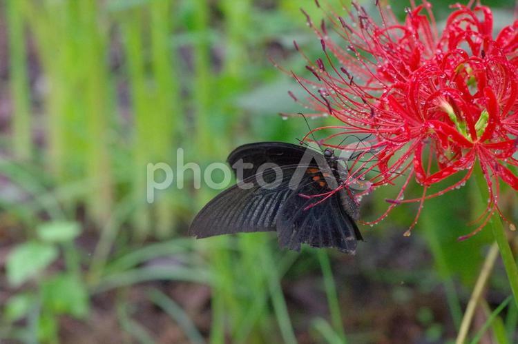 カラスアゲハ　ヒガンバナ　蝶々　秋 カラスアゲハ,ヒガンバナ,蝶々の写真素材