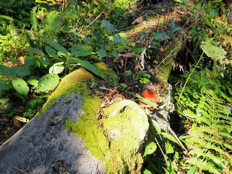 森３ 倒木,森,森の中の写真素材