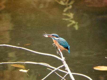 水面上の細枝で餌を咥えるカワセミの写真