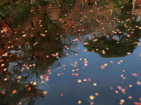 池に紅葉 池に紅葉の写真