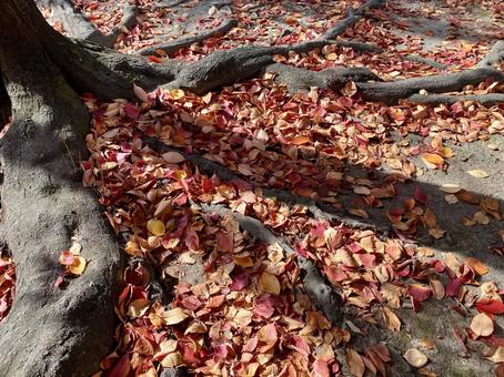 紅葉 もみじ,秋,紅葉の写真素材