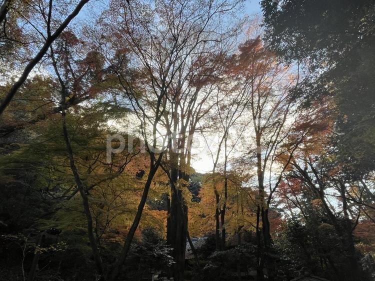 滋賀　石山寺の風景 モミジ,秋,晩秋の写真素材