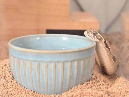 水入れに頭をのせて休憩するシシバナヘビ 水入れに頭をのせて休憩するシシバナヘビの写真