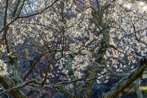 逆光に輝く梅の花 梅,花,白の写真素材