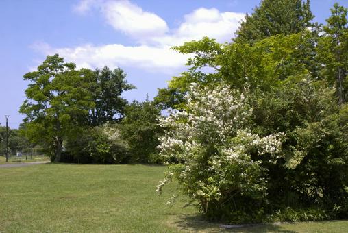 Photo, lawn, lawn square, park, 