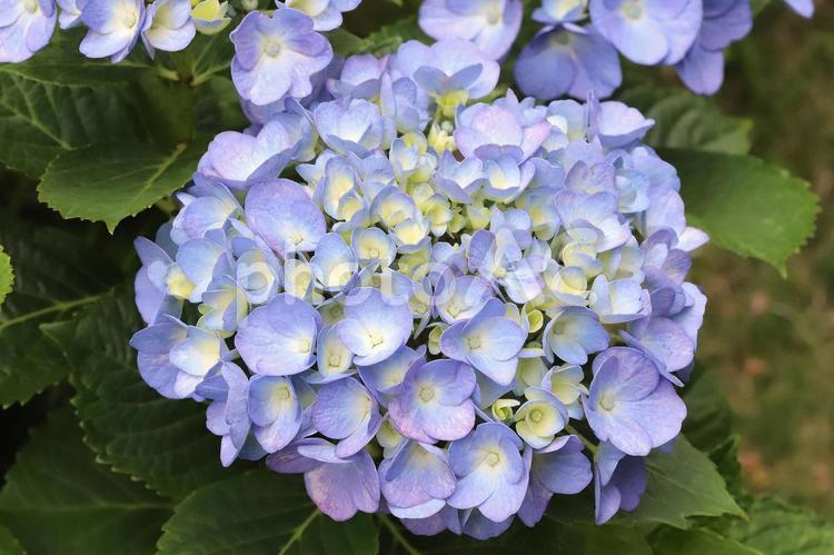 アジサイ 植物,花,あじさいの写真素材