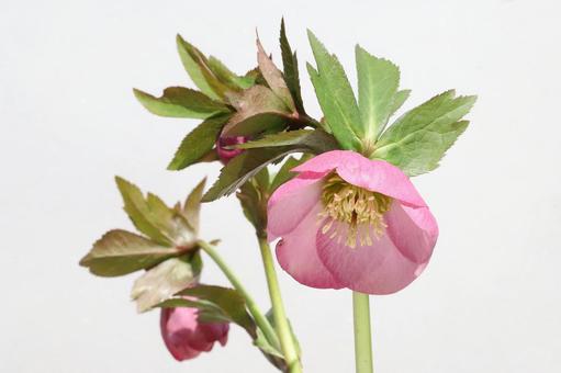 クリスマスローズの花 クリスマスローズの花の写真