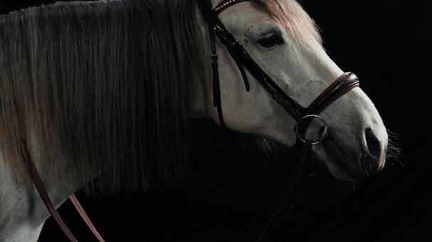 顎を上げる白い馬 顎を上げる白い馬 馬,馬の顔,アップの写真素材