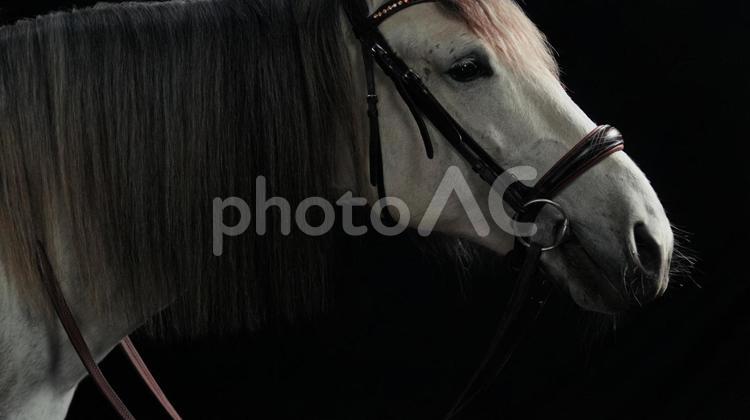 顎を上げる白い馬 馬,馬の顔,アップの写真素材