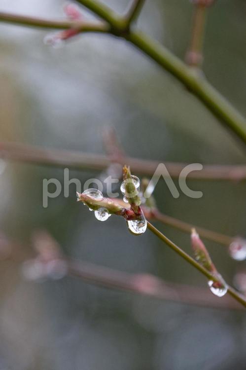 雨あがりの水滴とつぼみ ツボミ,葉,新芽の写真素材