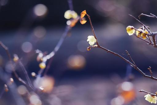 咲始めたロウバイの花 咲始めたロウバイの花 花,ロウバイ,植物の写真素材