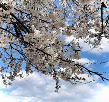 桜 桜の写真