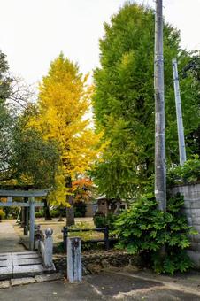 秋の多賀神社⑸ 秋,樹木,イチョウの写真素材