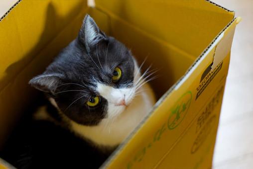 箱の中の猫 箱の中の猫 猫,ねこ,ネコの写真素材