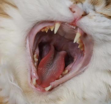 スコティッシュフォールド　猫の歯並び スコティッシュフォールド,猫歯並び,猫の歯の写真素材