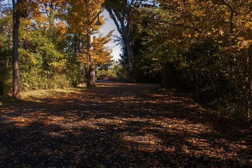 水元公園、ポプラ並木の紅葉3 水元公園、ポプラ並木の紅葉3 水元公園,葛飾区,公園の写真素材