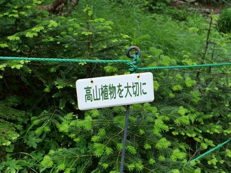 仙丈ヶ岳登山道の植物保護看板 仙丈ヶ岳登山道の植物保護看板 道標,仙丈ケ岳,南アルプスの写真素材