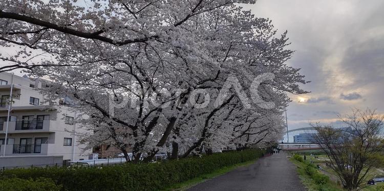 桜満開の散歩道、横浜市緑区 春,枝,ソメイヨシノの写真素材