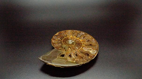 アンモナイト化石の写真