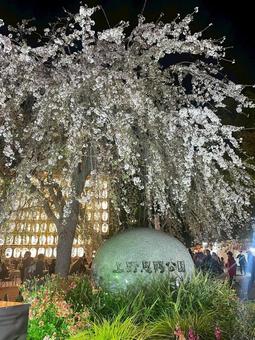 夜桜 夜桜の写真