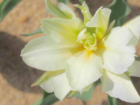 春の花 春の花の写真