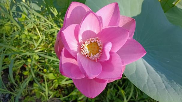 Photo, lotus, two thousand years lotus, ancient, 