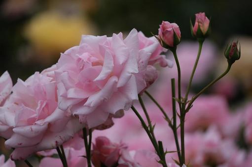 薔薇 薔薇の写真