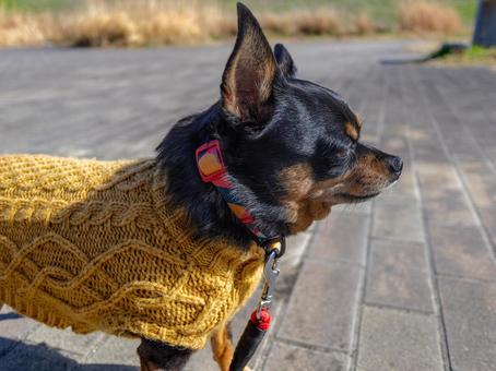 散歩する犬・チワワ・ミニピン 散歩する犬・チワワ・ミニピン 犬,わんこ,ペットの写真素材