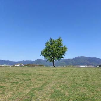 Photo, wood, large tree, natural, 
